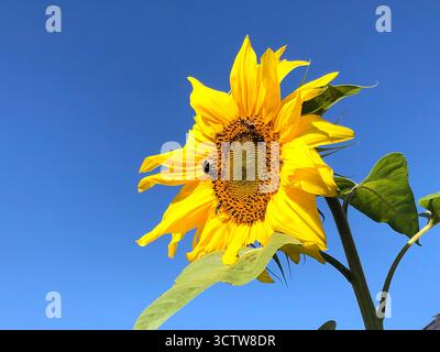 Große gelbe Sonnenblume am Himmel. Flachwinkelansicht. Stockfoto