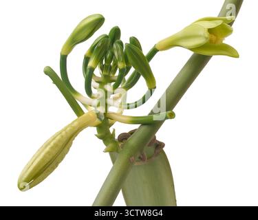Vanilleorchideenblume mit frischen Knospen isoliert weißem Hintergrund, kommerziell wichtige zarte Blüten und grüne Pflanze, natürliche botanische Stockfoto