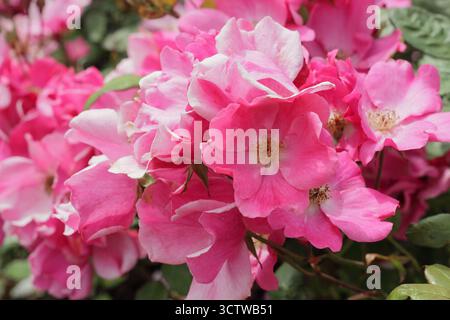 Rosa Betty Prior, eine Floribunda-Rose mit tiefrosa Blüten. Stockfoto