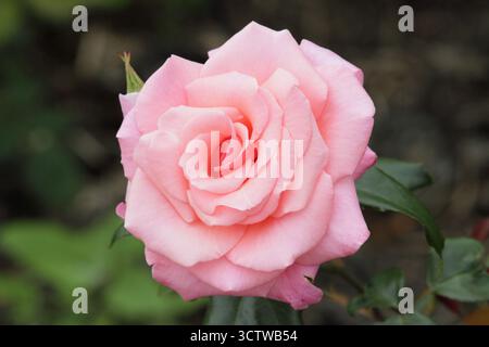 Rosa herzlichen Glückwunsch, buschige Hybrid-Teerose mit rosa Blüten, auch rosa Korlift genannt Stockfoto