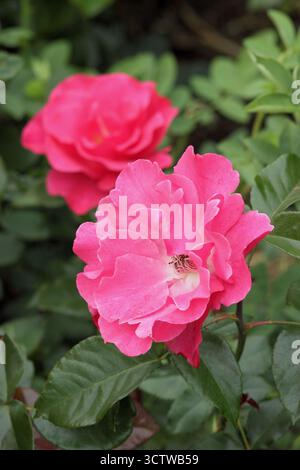 Rosa Romance „Tanezamor“, tiefrosa Blumen der floribunda Rose, die in einem englischen Garten wachsen. Stockfoto