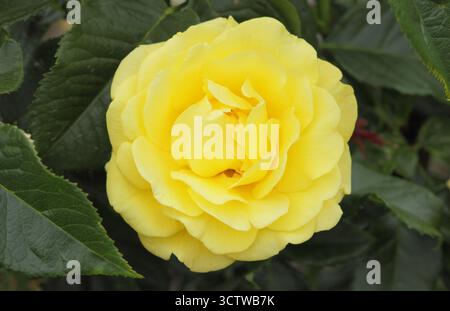 Rosa goldene Hochzeit, blühende Rose mit doppelten tiefgelben Blüten. Stockfoto