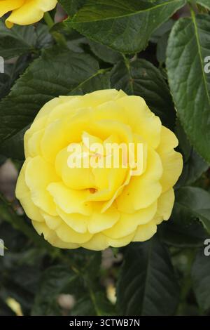 Rosa goldene Hochzeit, blühende Rose mit doppelten tiefgelben Blüten. Stockfoto