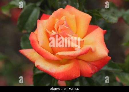 Rosa erinnerst du dich an mich, hybride Teerose mit leicht duftenden, doppelten, kupferfarbenen Orangenblüten Stockfoto