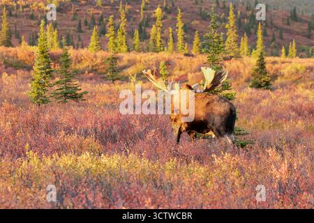Nordamerika; Usa; Alaska; Denali-Nationalpark; Herbst; Wildtiere; Elch; Alces alces gigas; Brutsaison; Bullen beobachten zwei Kühe auf ri Stockfoto