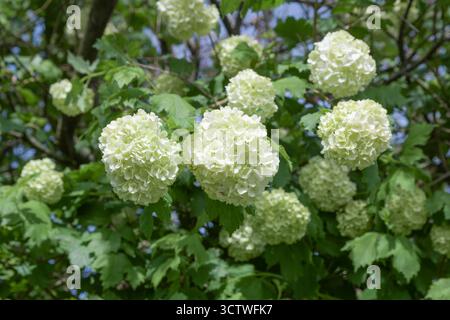 Viburnum Boule de Neige Blumen Frühlingshintergrund schöner Baumzweig Stockfoto