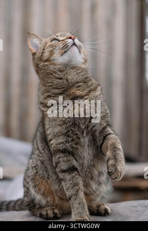 Europäische Kurzhaar-Tabby-Katze sitzend und neugierig aufblickend, mit einem verschwommenen Holzzaun im Hintergrund, die einen Moment verspielter Beobachtung genießt Stockfoto