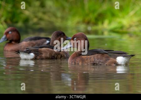 Ferruginenenten / Ferruginenpochard / gewöhnliches Weißauge (Aythya nyroca), Weibchen und zwei Männchen im Federkleid der Sonnenfinsternis, die im Herbst im Teich schwimmen Stockfoto