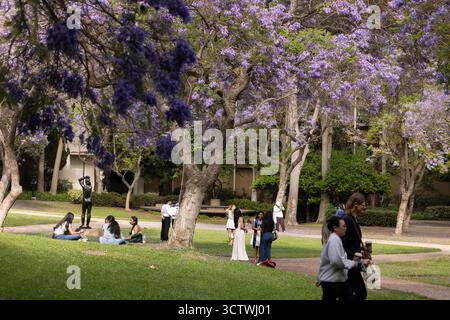 Los Angeles, Kalifornien, USA - 12. Juni 2025: Menschen gehen durch den Campus der UCLA. Stockfoto