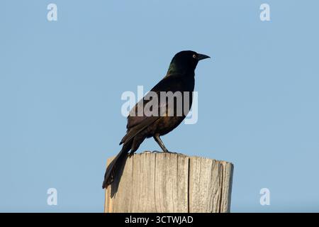 Der gewöhnliche Grackle (Quiscalus quiscula) steht auf Holzpfosten. Beachten Sie den kielförmigen Schwanz, den langen schweren Schnabel und das Blau, die schillernde und helle Iris. Stockfoto