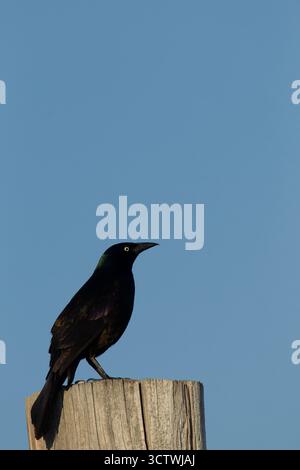 Der gewöhnliche Grackle (Quiscalus quiscula) steht auf Holzpfosten. Beachten Sie den kielförmigen Schwanz, den langen schweren Schnabel und das Blau, die schillernde und helle Iris. Stockfoto