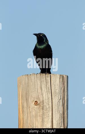 Der gewöhnliche Grackle (Quiscalus quiscula) steht auf einem hölzernen Zaunpfosten. Stockfoto