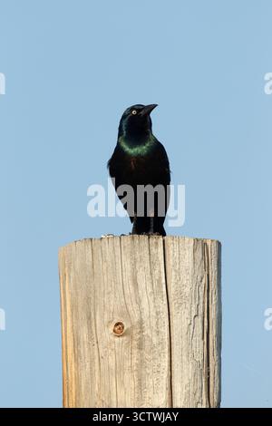 Der gewöhnliche Grackle (Quiscalus quiscula) steht auf einem hölzernen Zaunpfosten. Stockfoto