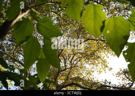 Ein heller, hoher Blick auf das goldene Plane Baumdach im Fodele Park, Kreta. Ausgezeichnete natürliche Textur oder abstrakter Hintergrund. Stockfoto