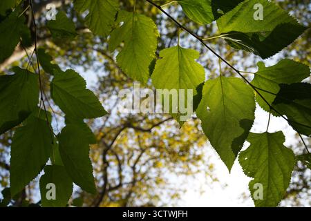Ein heller, hoher Blick auf das goldene Plane Baumdach im Fodele Park, Kreta. Ausgezeichnete natürliche Textur oder abstrakter Hintergrund. Stockfoto