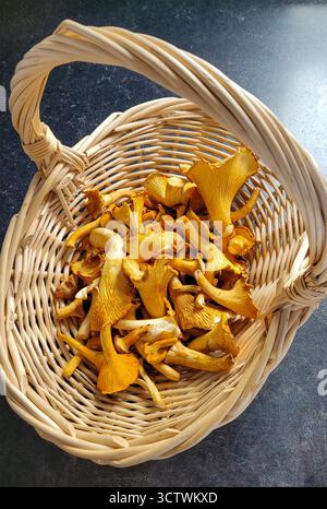 Goldene Pfifferlinge in einem offenen Korb auf schwarzer Oberfläche Stockfoto