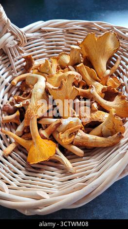 Frische goldene Pfifferlinge in einem Korb auf schwarzer Oberfläche Stockfoto