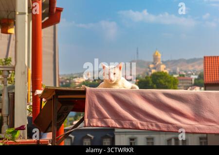 Weiße Katze auf dem Dach in der Altstadt mit der Dreifaltigkeitskirche in Tiflis, Georgien Stockfoto
