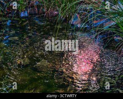 Bunte Lichtreflexe auf klarem Stream Wasser mit grünem Gras - natürlicher Bokeh-Effekt für Meditation und Entspannung. Ultrahohe Auflösung Stockfoto