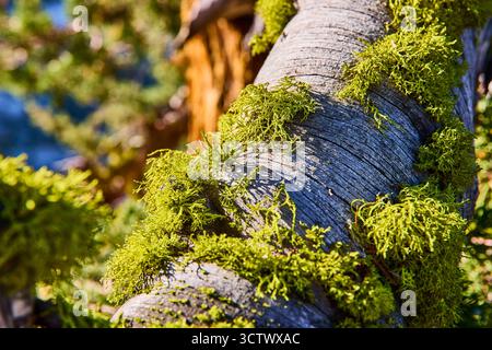 Moos wächst auf verwittertem Baumstamm im Sunlight Forest Close Up Stockfoto