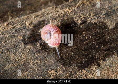 Eine Gastropode aus der Familie der Turban. Margarites striatus, Maine. Golf von Maine. Ernähren Sie sich von Materie, die auf einem alten Stapel ist. Stockfoto