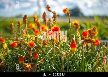 An einem wunderschönen späten Mittsommernachmittag wachsen kleine bunte und leuchtende Pflanzen in Rot, Gelb und Orange für kurze Zeit wild, du Stockfoto