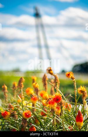 An einem wunderschönen späten Mittsommernachmittag wachsen kleine bunte und leuchtende Pflanzen in Rot, Gelb und Orange für kurze Zeit wild, du Stockfoto