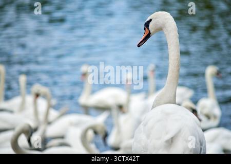Eine große Gruppe von Schwänen kommt automatisch zum regelmäßigen Füttern am Riverside Swan Food Project, gegenüber der Kathedrale von Worcester. Stockfoto
