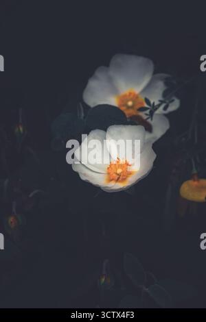 Zwei Blüten einer Salbeiblättrigen Felsenrose (Cistus salviifolius) in dunkler, atmosphärischer Stimmung, dunkel getönt, Kopierraum, matter Effekt, vertikal Stockfoto
