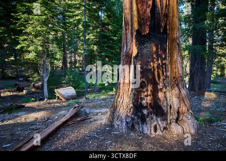 Sequoia Tree Trunk verbrannte Rinde Waldboden und gefallener Baumstamm im Sonnenlicht Stockfoto