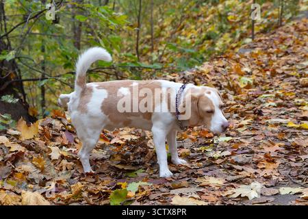 Beagle-Hund spazieren im Herbstpark. Haustiere Stockfoto