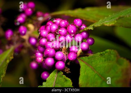 Eine atemberaubende Nahaufnahme von glänzenden, violett-violetten Callicarpa bodinieri „Profusion“ (Beautyberry) Beeren bedeckt mit frischen Tautropfen, die sich auf dunkelgrünem Hintergrund befinden Stockfoto