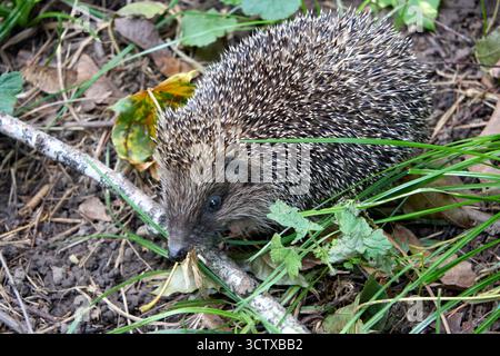 Eine Nahaufnahme fängt einen jungen europäischen Igel inmitten von Waldlaub ein, dessen Stege sich mit natürlichen Waldstrukturen und Erdtönen verschmelzen. Stockfoto