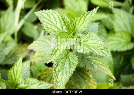 Eine lebhafte Nahaufnahme zeigt das üppig grüne Laub der Brennnesselpflanzen, deren gezackte Blätter einen Gobelin aus Textur und Farbe schaffen Stockfoto