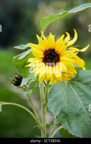 Eine leuchtende Sonnenblume zeigt ihre Schönheit in einer Gartenumgebung, mit einem dunklen Zentrum und hellen gelben Blütenblättern vor grüner Kulisse. Stockfoto