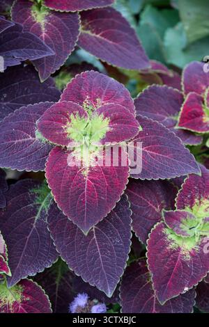 Die Nahaufnahme zeigt die lebendigen und komplizierten Details einer Coleus-Pflanze mit ihrem violetten und grünen Laub und zeigt die Schönheit der Natur. Stockfoto