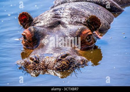 Nahaufnahme eines teilweise in Wasser getauchten Nilpferdes in seinem natürlichen Habitat Stockfoto