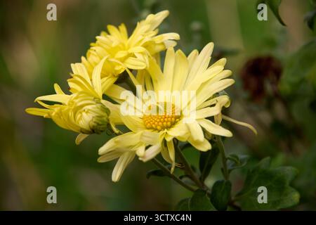 Eine lebendige Gruppe von gelben Chrysanthemen in voller Blüte mit zarten Blütenblättern und einem goldenen Zentrum vor einem weichen, verschwommenen Hintergrund. Stockfoto