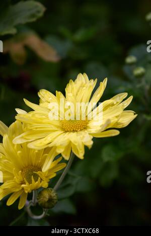 Fesselnde Nahaufnahme von gelben Chrysanthemen mit prickelnden Wassertröpfchen vor einem üppigen grünen Hintergrund im natürlichen Licht Stockfoto