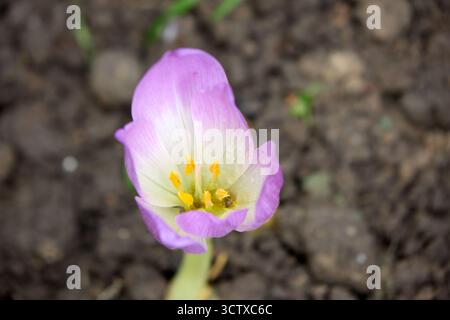 Eine Nahaufnahme aus einem Hochwinkel fängt die zarte Schönheit eines violetten und weißen Herbstkrokus vor einem Hintergrund aus fruchtbarem Boden ein. Stockfoto