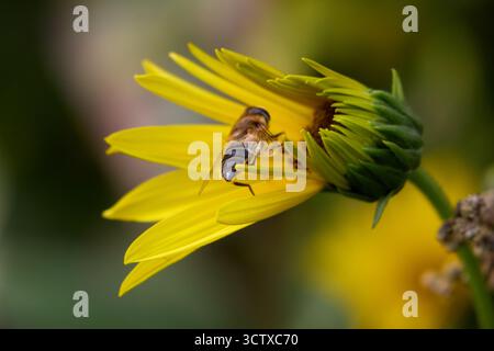 Makroaufnahme einer hoverfly, die auf einer leuchtend gelben Blume thront und die Schönheit der Natur und die Interaktion mit Insekten und Blumen in der Natur zeigt. Stockfoto