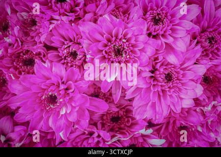 Nahaufnahme eines Dunkelrosa Magenta Chrysanthemenclusters. Die dichten, kugelförmigen Blüten zeigen eine satte Farbsättigung und elegante Textur. Stockfoto