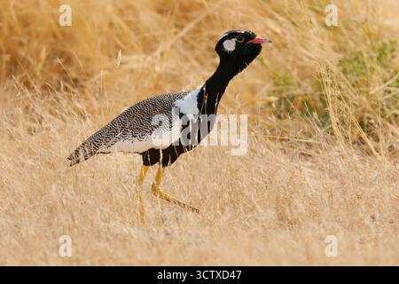 Der Northern Black korhaan Afrotis afraoides ist auch eine Weißtrappe, ein Vogel in Otididae, der im südlichen Afrika auf offenem Grasland und auf Scru verbreitet ist Stockfoto