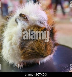 Porträt eines flauschigen Tri-Color Abessinier Meerschweinchens. Das kleine Haustier hat ein einzigartiges Rüschenfell in weiß, braun und schwarz. Stockfoto