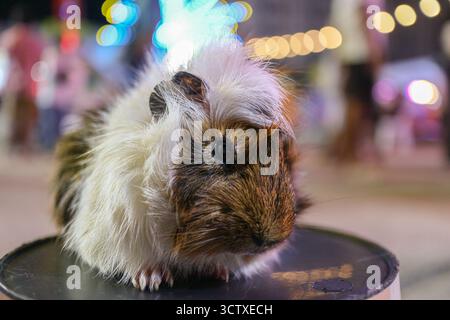 Nahaufnahme eines flauschigen Tri-Color Abessinisches Meerschweinchens (Cavy) mit langem, strukturiertem, gerafftem Pelz, vor einem weichen, festlichen Bokeh-Hintergrund. Stockfoto