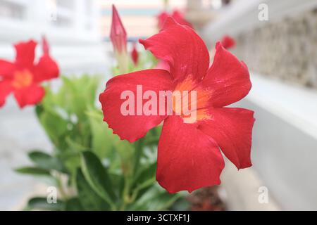 Nahaufnahme der roten Mandevilla-Blume mit orange-gelber Mitte, tropische Rebblüte zwischen grünen Blättern. Stockfoto