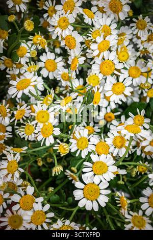 Vertikale Nahaufnahme einer dichten Gruppe kleiner, Gänseblümchen-ähnlicher weißer Blüten mit gelben Mittelpunkten. Lebhafte Blüten in tropischer Gartenumgebung. Stockfoto