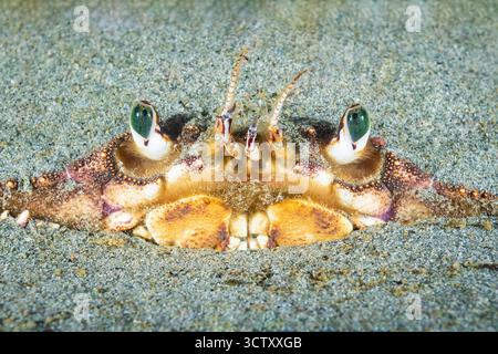 Dungeness Krabbe, Metacarcinus Magister (früher Cancer Magister), Alki Beach Park, Puget Sound, Salish Sea, Seattle, Washington, USA, Pazifik Stockfoto