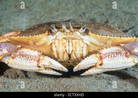 Dungeness Krabbe, Metacarcinus Magister (früher Cancer Magister), Alki Beach Park, Puget Sound, Salish Sea, Seattle, Washington, USA, Pazifik Stockfoto