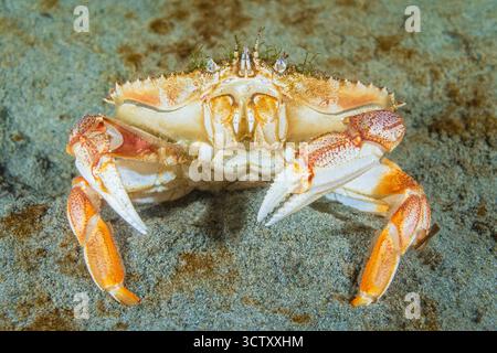 Dungeness Krabbe, Metacarcinus Magister (früher Cancer Magister), Alki Beach Park, Puget Sound, Salish Sea, Seattle, Washington, USA, Pazifik Stockfoto